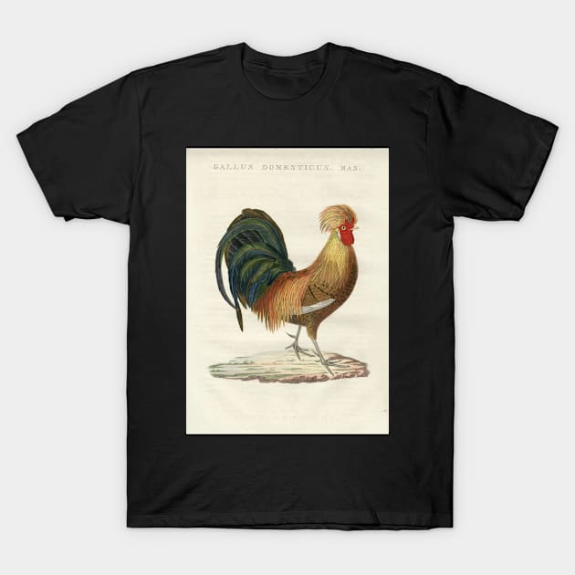 Domestic Hen T-Shirt by Donkeh23